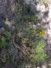 Ulex parviflorus