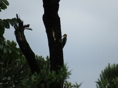 Melanerpes flavifrons