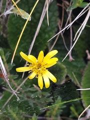 Brachyglottis lagopus
