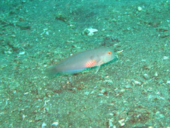 Iniistius pentadactylus