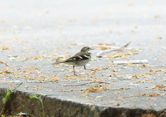 Dendronanthus indicus