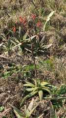 Aloe maculata