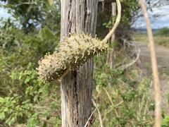 Ibatia