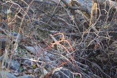 Rubus phoenicolasius