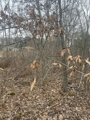 Quercus imbricaria