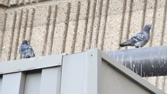 Columba livia domestica