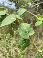 Ibatia