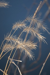 Elymus