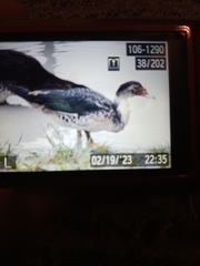 Cairina moschata domestica