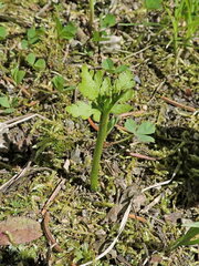 Botrychium lanceolatum