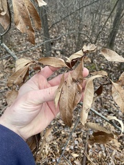 Quercus imbricaria