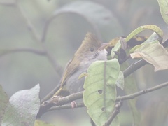 Erpornis zantholeuca