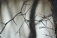 Gleditsia triacanthos