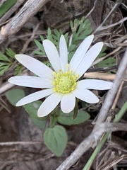 Anemone berlandieri