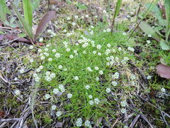 Sagina saginoides