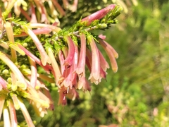 Erica curviflora