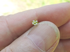 Sagina saginoides