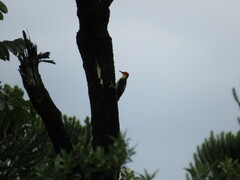 Melanerpes flavifrons