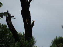 Melanerpes flavifrons