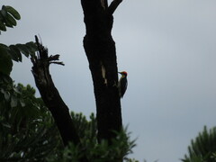 Melanerpes flavifrons