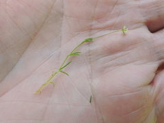 Sagina saginoides