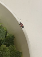 Neacoryphus bicrucis