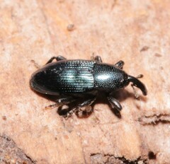 Aulacobaris