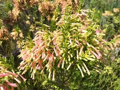 Erica curviflora