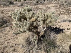 Cylindropuntia echinocarpa