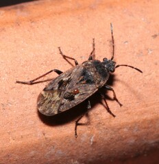 Sphragisticus nebulosus