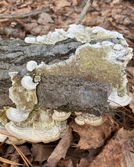 Trametes villosa
