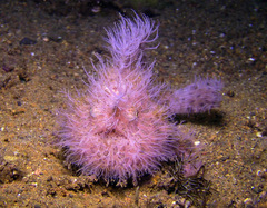 Antennarius striatus