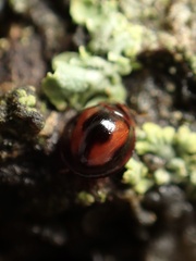 Sticholotidinae