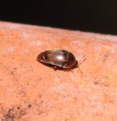 Sericoderus