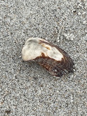 Lamarcka imbricata