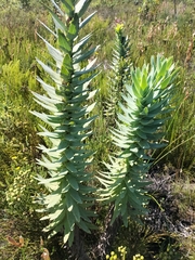 Osteospermum corymbosum