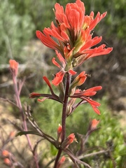 Castilleja affinis