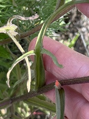 Castilleja affinis