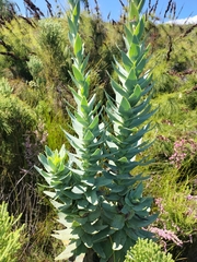 Osteospermum corymbosum
