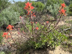 Castilleja affinis