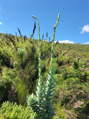 Osteospermum corymbosum