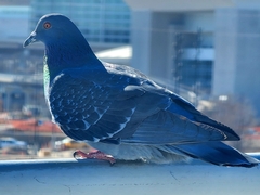 Columba livia domestica