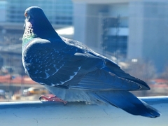 Columba livia domestica
