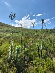 Osteospermum corymbosum