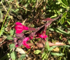 Salvia gesneriiflora