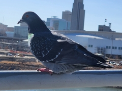 Columba livia domestica