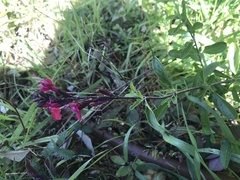 Salvia gesneriiflora
