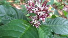 Chassalia curviflora