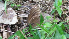 Euploea klugii kollari