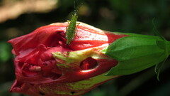 Malvaviscus penduliflorus